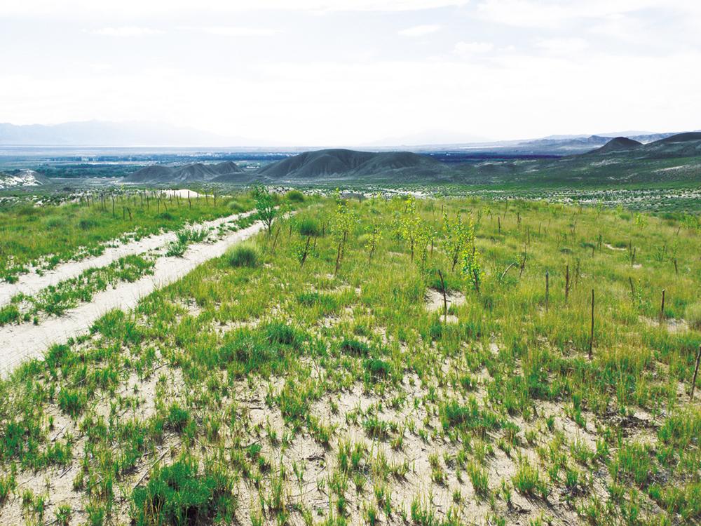 给沙漠"锁边"让荒滩变绿洲